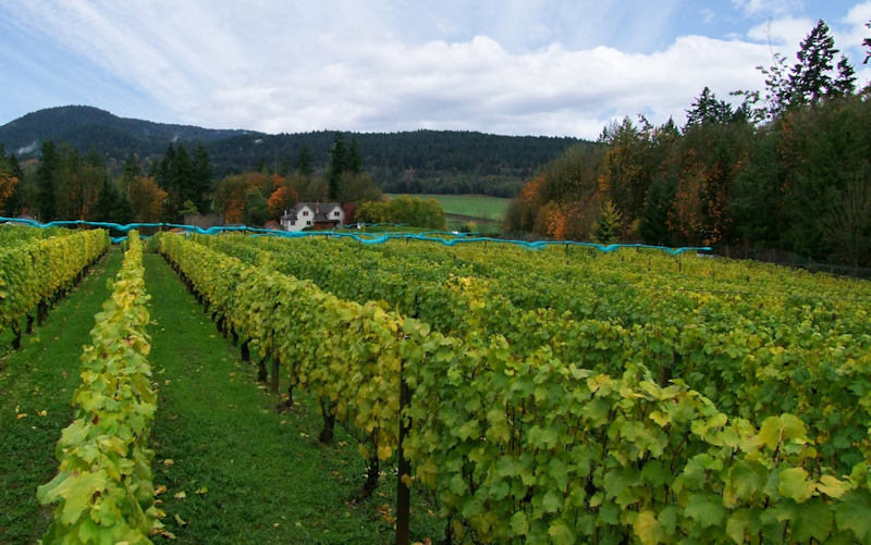 Venturi-Schulze Vineyards i